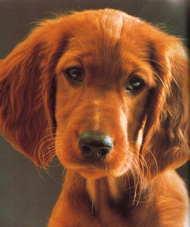 addestramento_del_cane_2