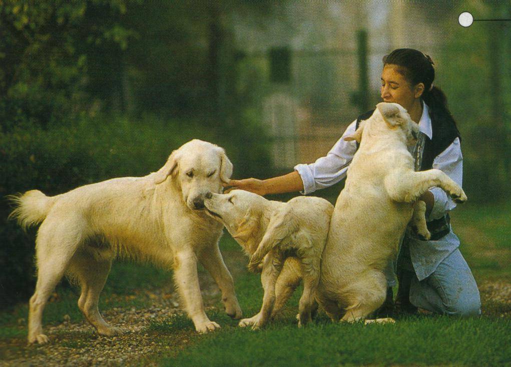 educazione_del_cane_3