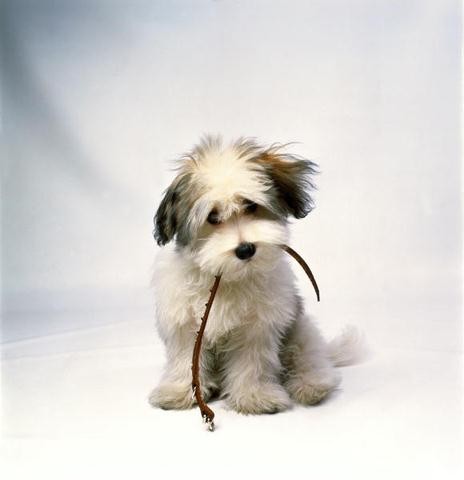 educazione_del_cane_al_guinzaglio_2